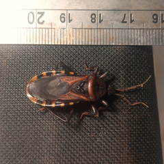 Brontostoma colossus