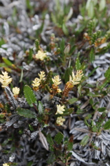 Exobasidium hypogenum