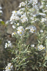 Symphyotrichum ericoides