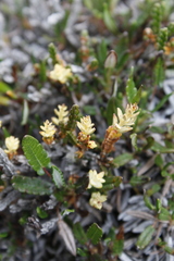 Exobasidium hypogenum