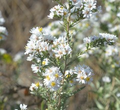 Symphyotrichum ericoides