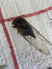 Neotibicen lyricen