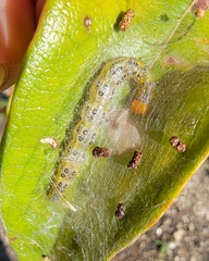 Epicorsia oedipodalis