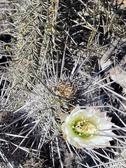 Trichocereus