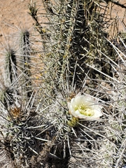 Trichocereus