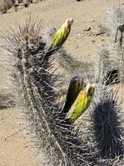 Trichocereus