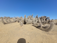 Trichocereus