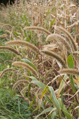 Setaria viridis major