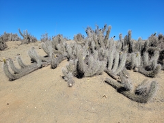 Trichocereus