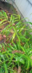 Zingiber officinale