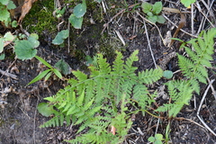 Athyrium yokoscense