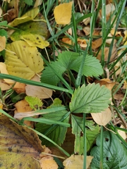 Fragaria moschata
