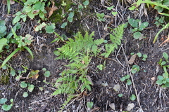 Athyrium yokoscense