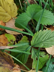 Fragaria moschata