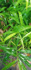 Zingiber officinale