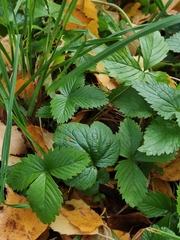 Fragaria moschata
