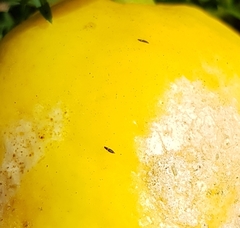 Heliothrips haemorrhoidalis