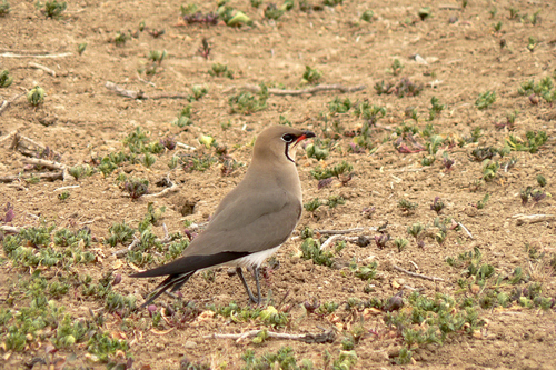 Collared Pratincole