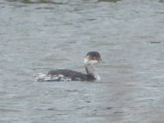 Podiceps nigricollis