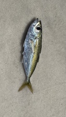 Selar crumenophthalmus