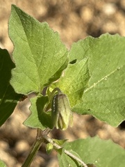 Physalis pubescens