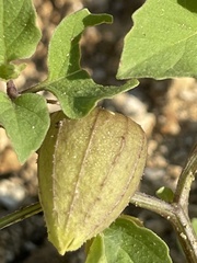 Physalis pubescens