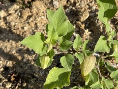 Physalis pubescens