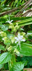 Clerodendrum infortunatum