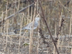 Motacilla alba