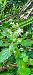 Clerodendrum infortunatum
