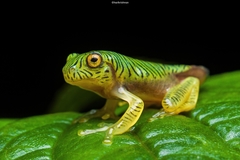 Rhacophorus pseudomalabaricus