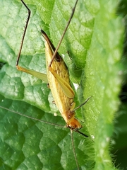 Oecanthus nigricornis