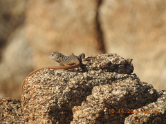 Crotaphytus vestigium