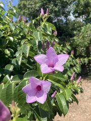 Cryptostegia