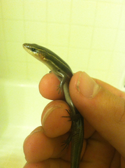 Plestiodon tetragrammus