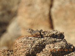 Crotaphytus vestigium