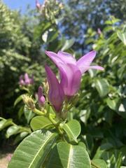 Cryptostegia