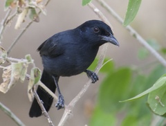 Laniarius funebris