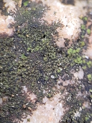 Endocarpon petrolepideum