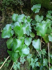 Arabidopsis cebennensis