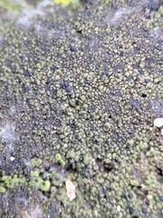 Endocarpon petrolepideum