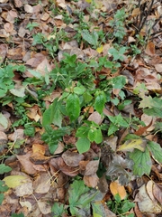 Impatiens parviflora