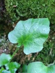 Arabidopsis cebennensis