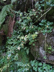 Arabidopsis cebennensis