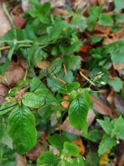 Impatiens parviflora