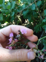 Munzothamnus blairii