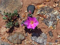 Phemeranthus brevifolius