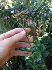 Munzothamnus blairii