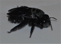Amegilla violacea