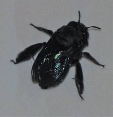 Amegilla violacea